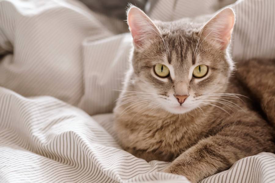 a domestic striped gray cat lays on the bed