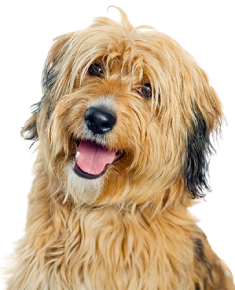 Happy big shaggy dog