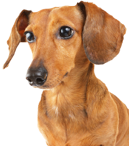 Dachshund dog
