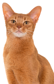 Serious orange cat