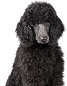 Large French Poodle dog